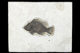Fossil Fish (Cockerellites) - Green River Formation #179296-1